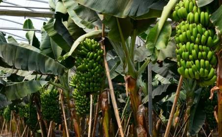 森奧國際物流為國外種植園水果進(jìn)口效率加速